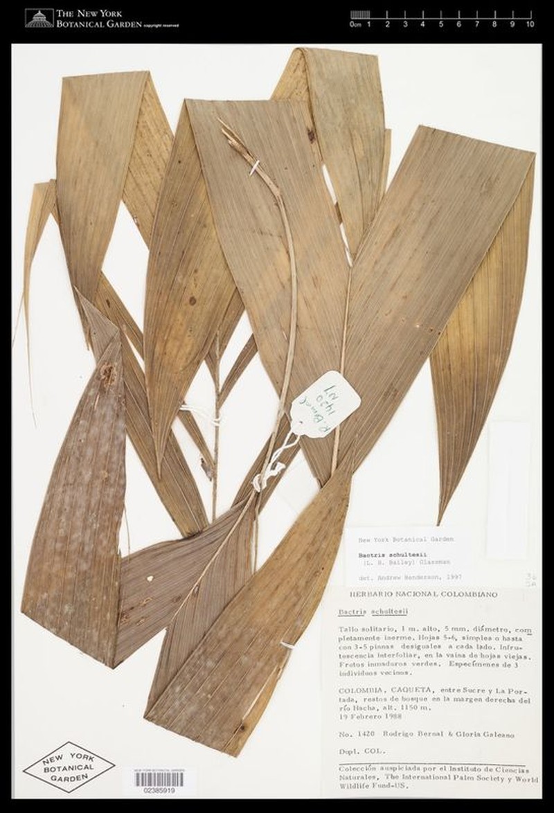 Bactris schultesii