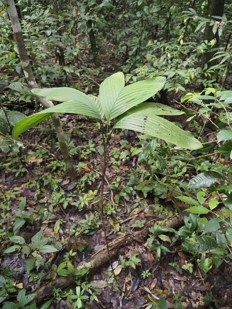 Bactris schultesii photo 2