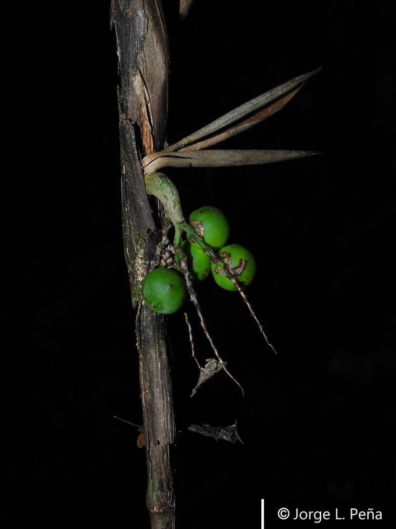 Bactris schultesii photo 4