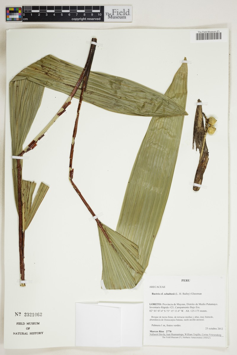 Bactris schultesii photo 5