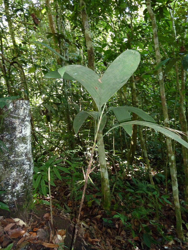 Bactris schultesii photo 6