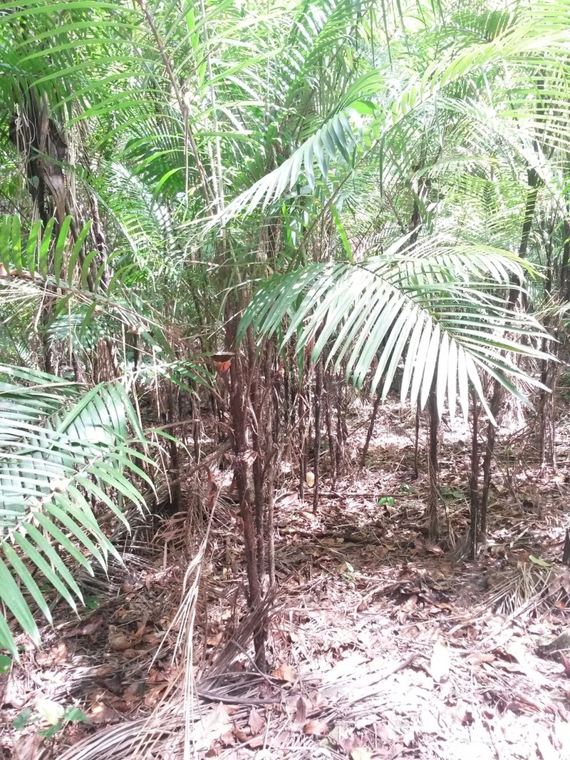 Bactris setiflora