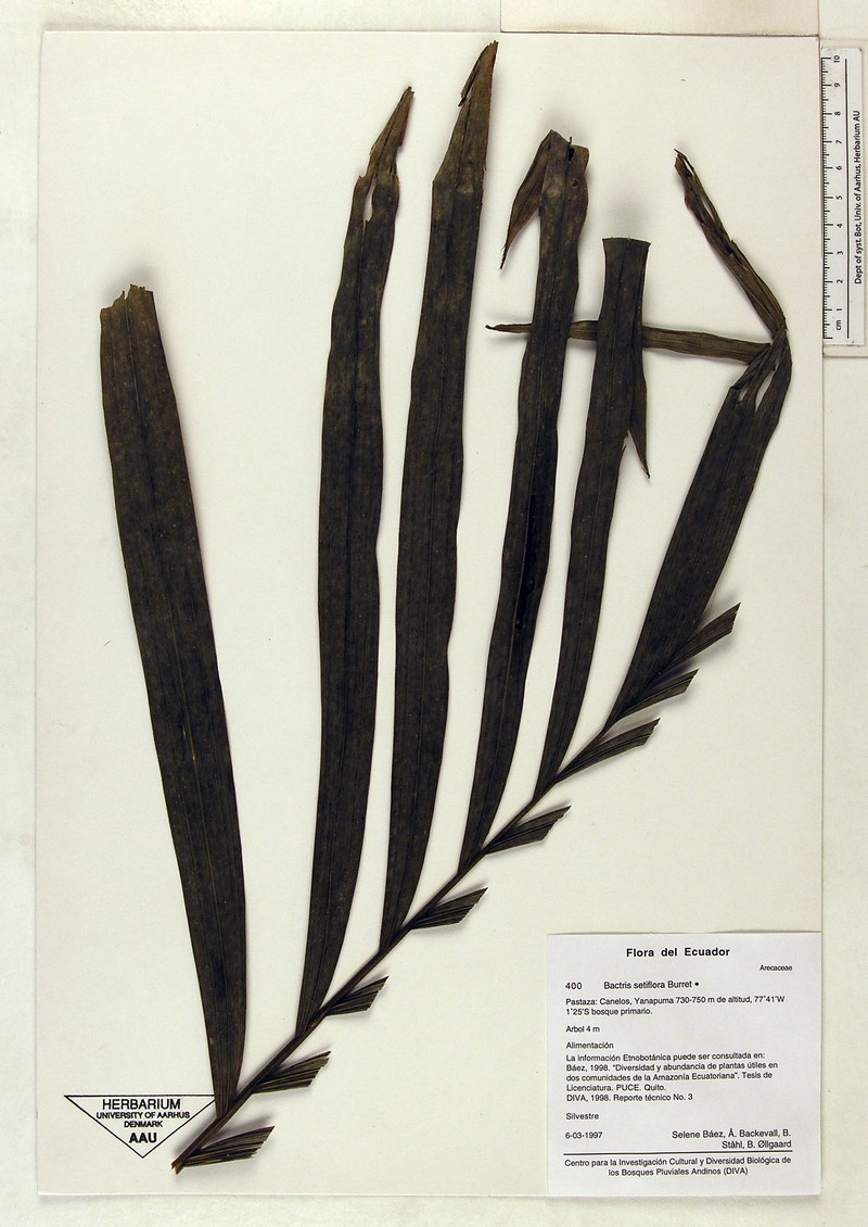 Bactris setiflora photo 3