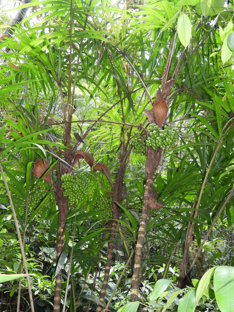 Bactris setosa