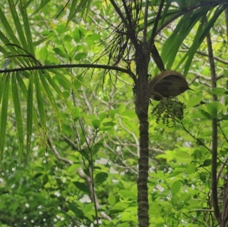 Bactris setosa photo 2