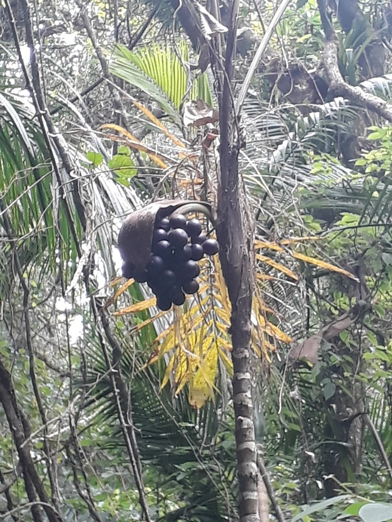 Bactris setosa photo 3