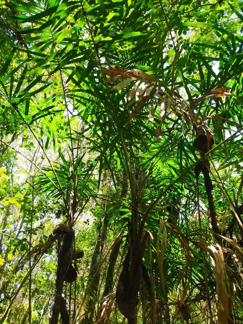 Bactris setosa photo 4