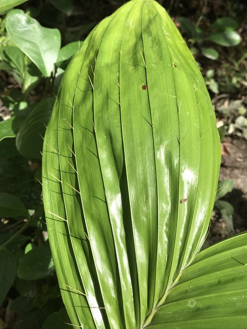 Bactris setosa photo 5