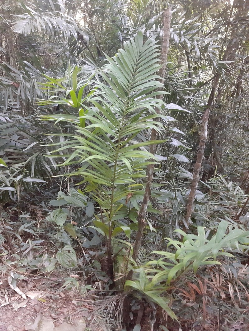 Bactris setosa photo 6