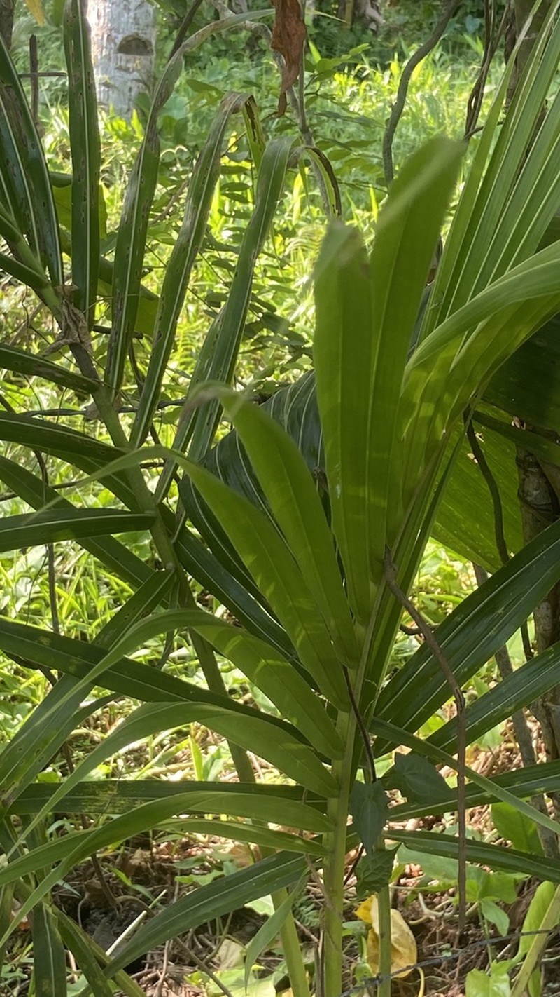 Bactris setosa photo 7