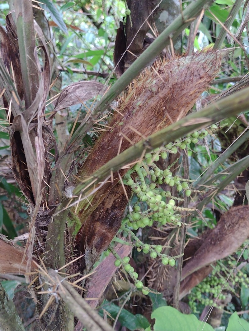 Bactris setosa photo 8