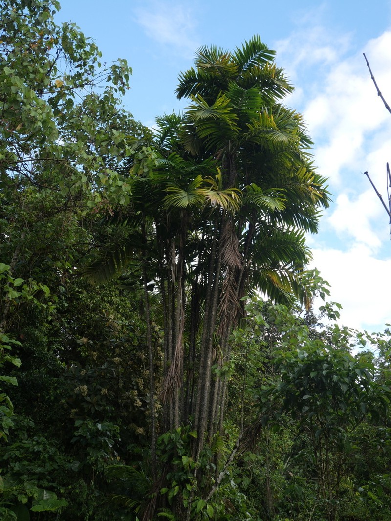 Bactris setulosa photo 2