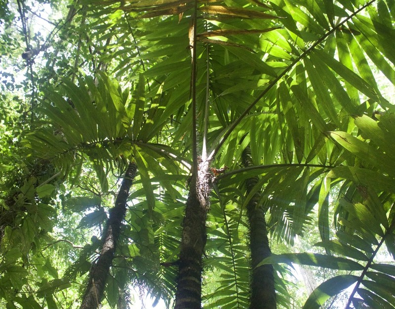 Bactris setulosa photo 3