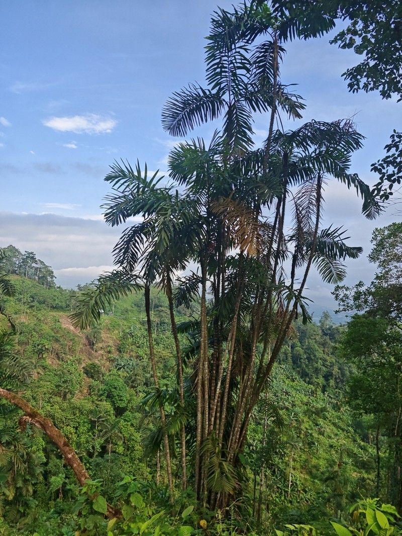 Bactris setulosa photo 4