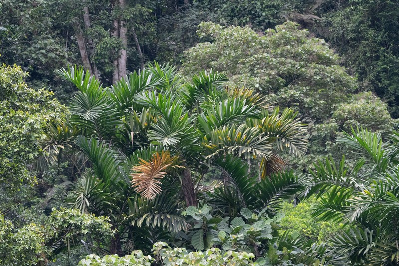 Bactris setulosa photo 6