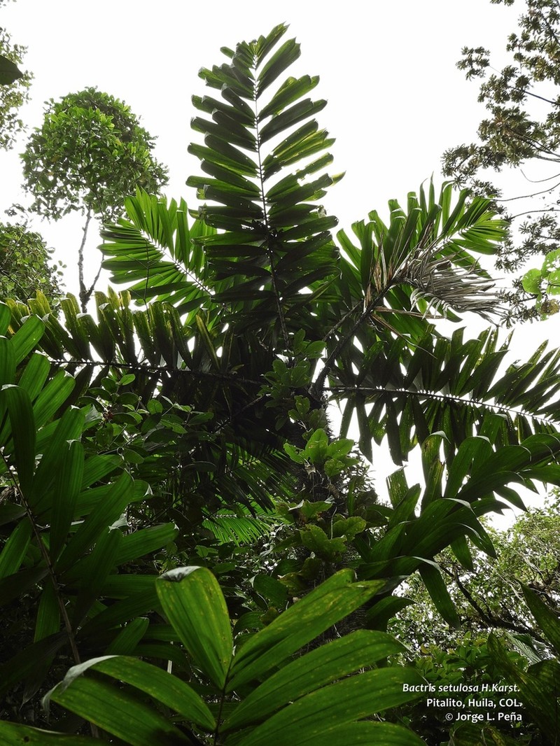 Bactris setulosa photo 7