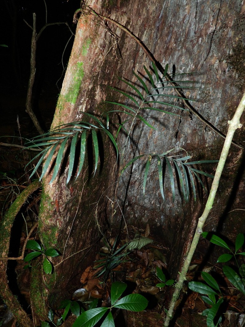 Bactris simplicifrons