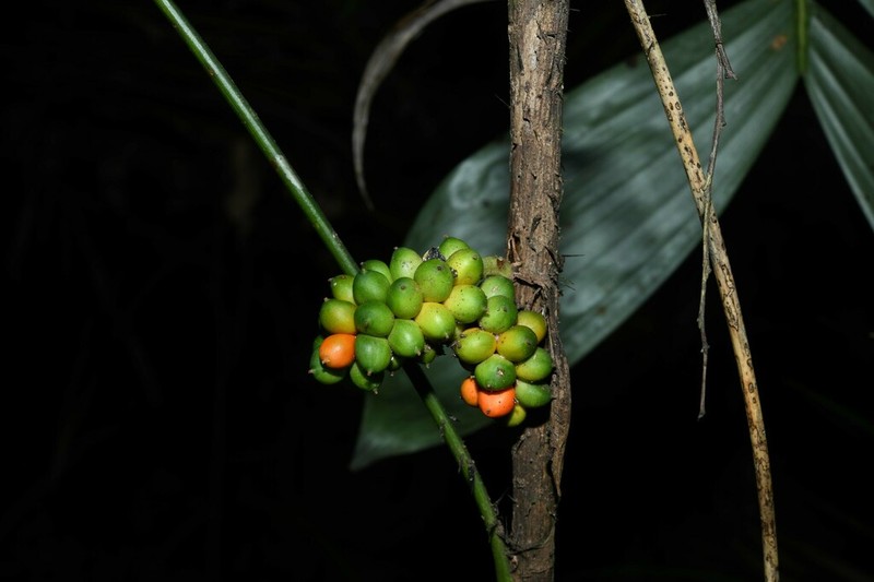 Bactris simplicifrons photo 2