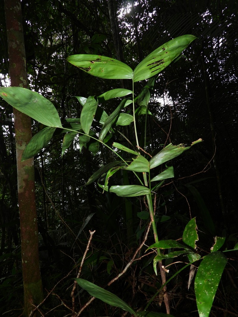 Bactris simplicifrons photo 3