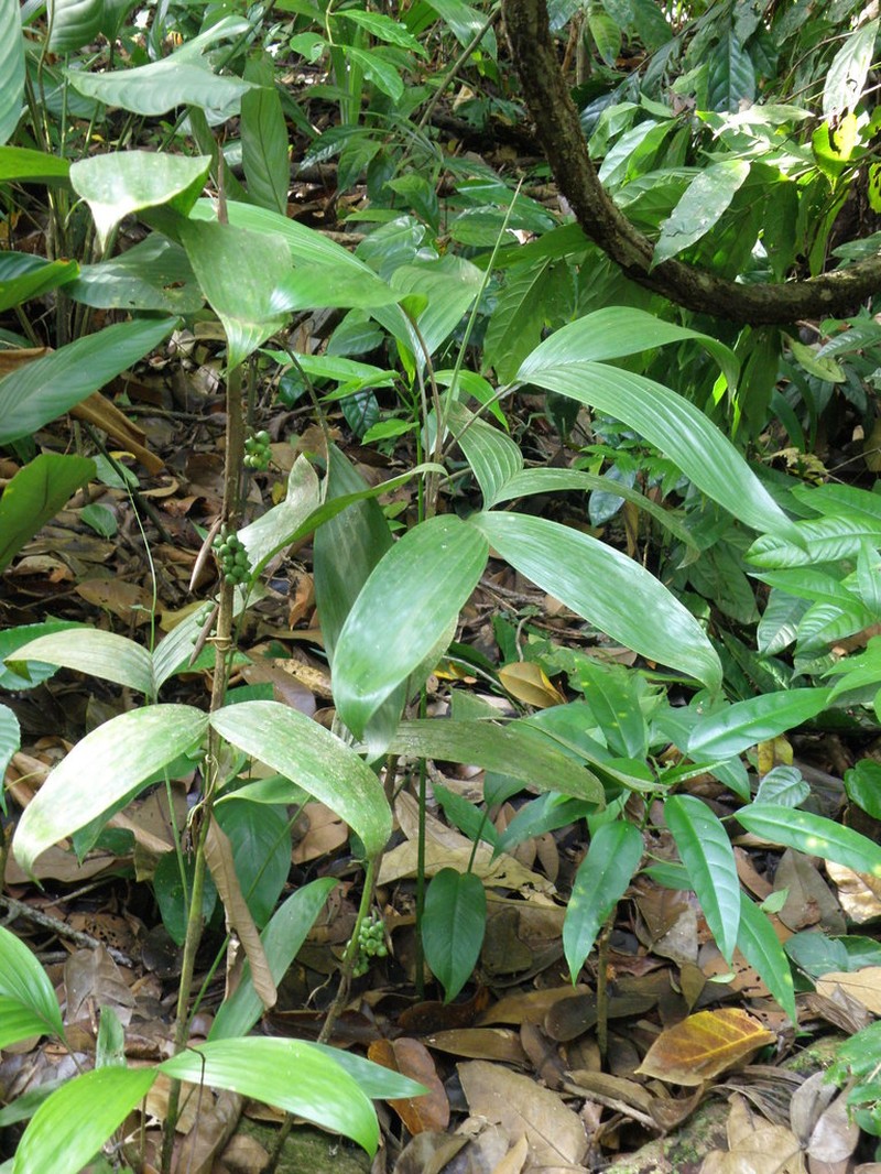 Bactris simplicifrons photo 4