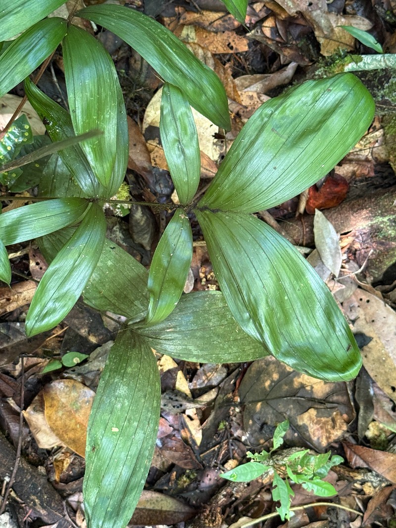 Bactris simplicifrons photo 5