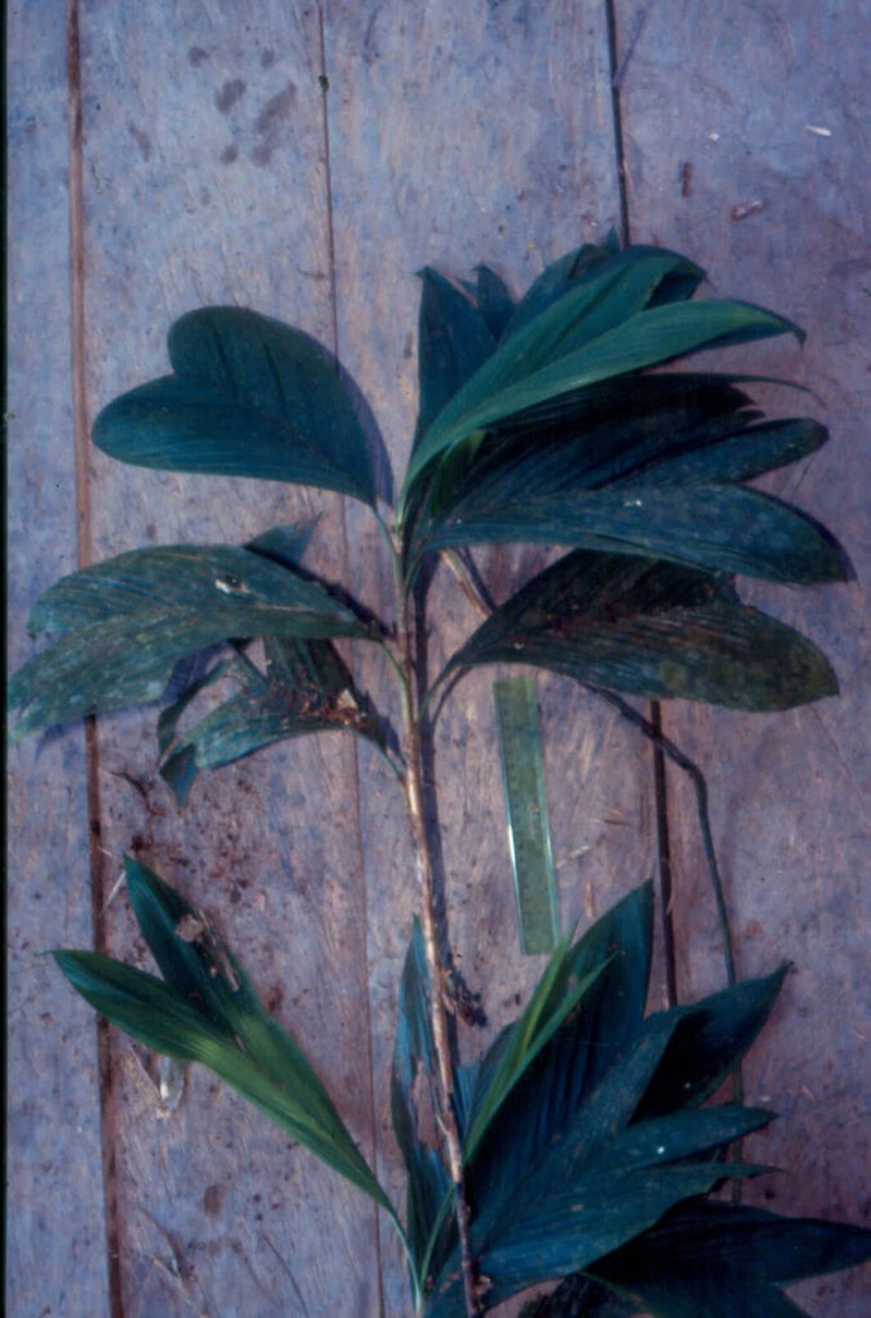 Bactris simplicifrons photo 6