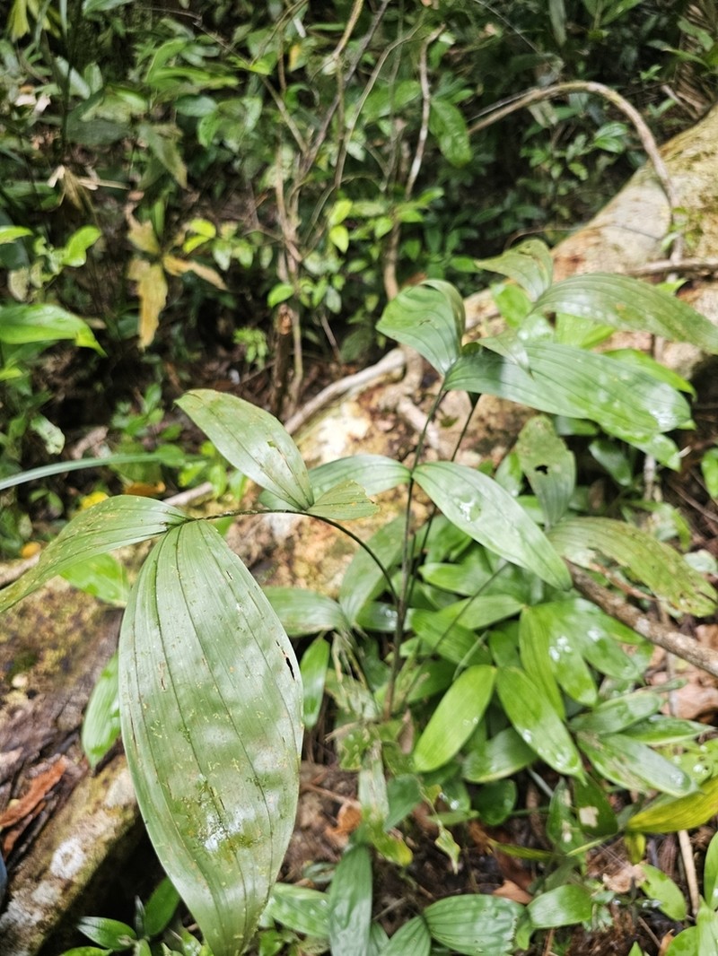 Bactris simplicifrons photo 7