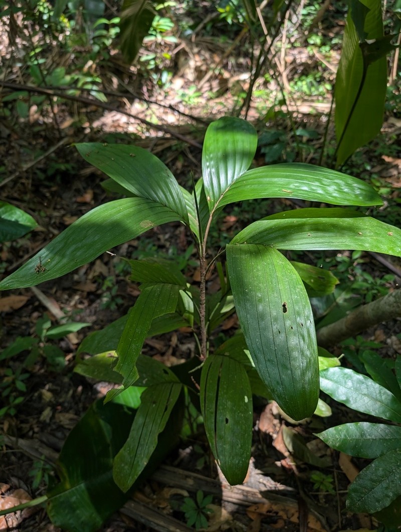 Bactris simplicifrons photo 8