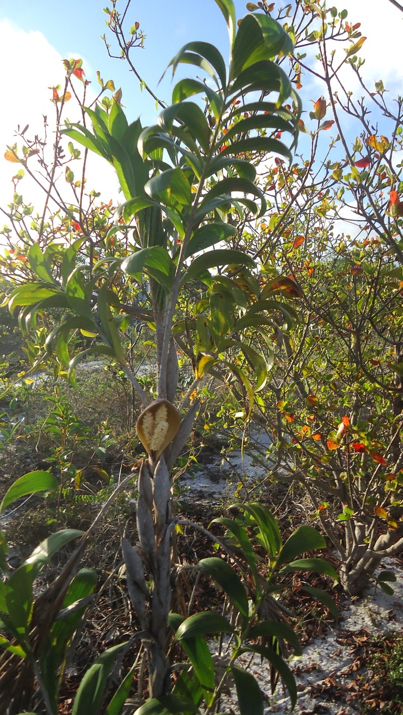 Bactris soeiroana