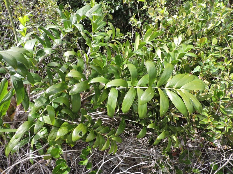 Bactris soeiroana photo 2