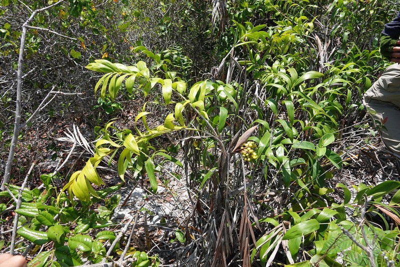 Bactris soeiroana photo 3