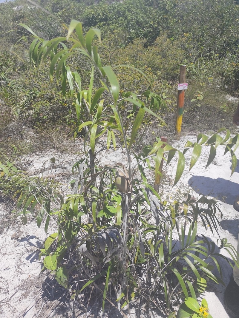 Bactris soeiroana photo 4
