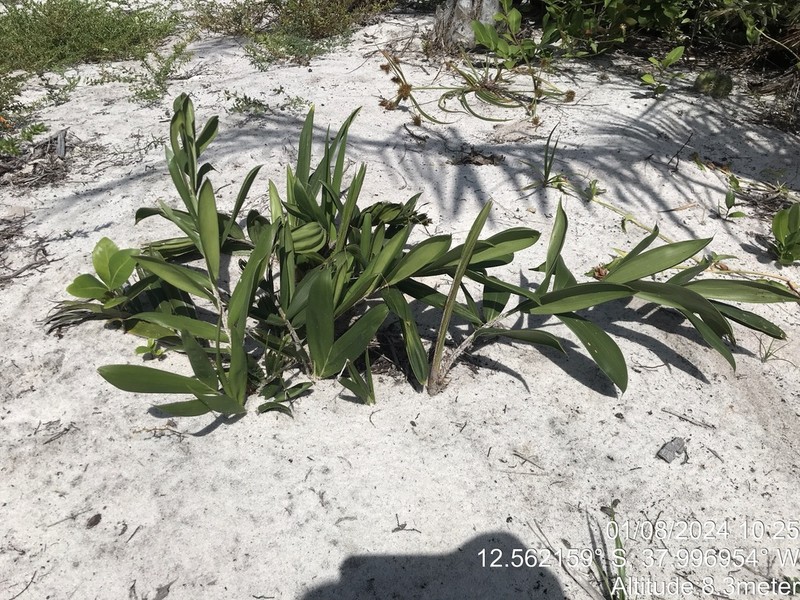 Bactris soeiroana photo 5