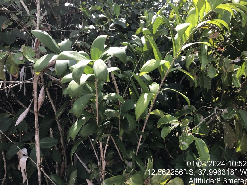 Bactris soeiroana photo 6