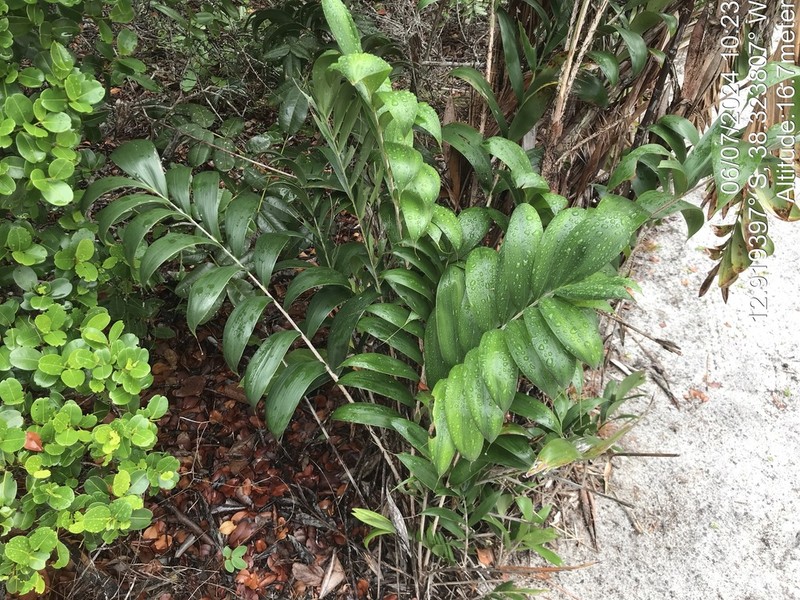 Bactris soeiroana photo 7