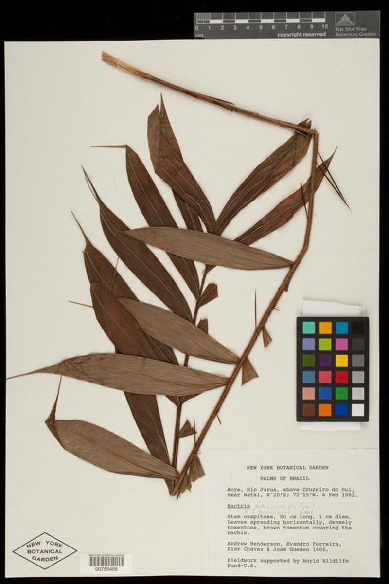 Bactris sphaerocarpa