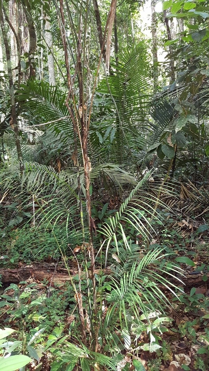 Bactris syagroides photo 2