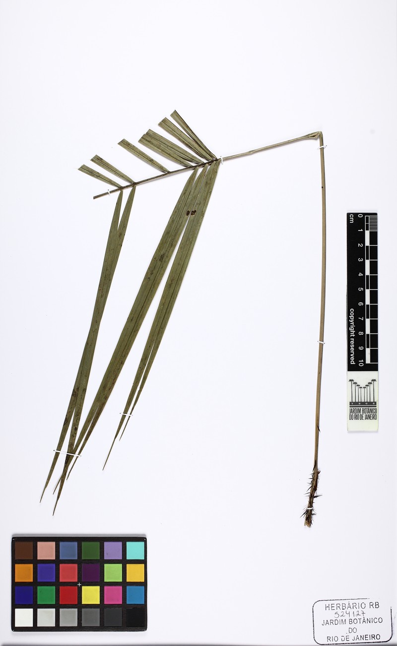 Bactris syagroides photo 4