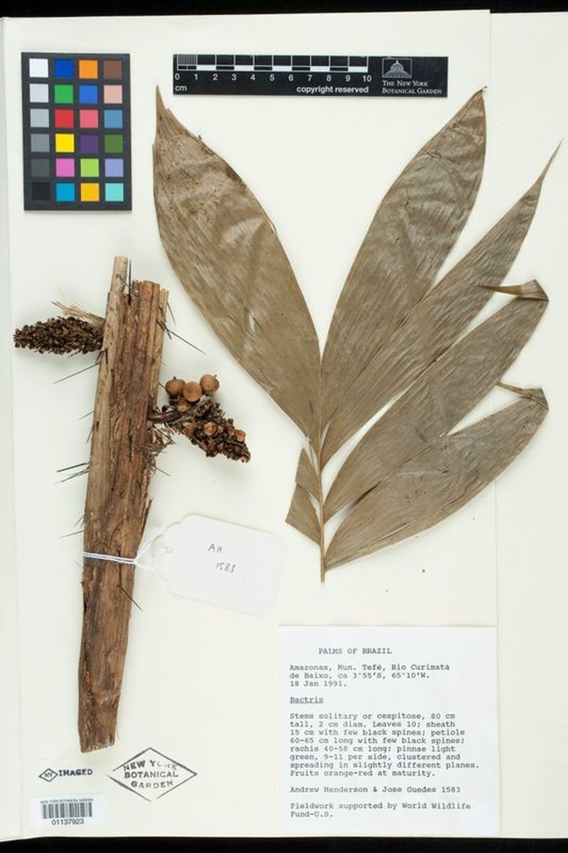 Bactris tefensis