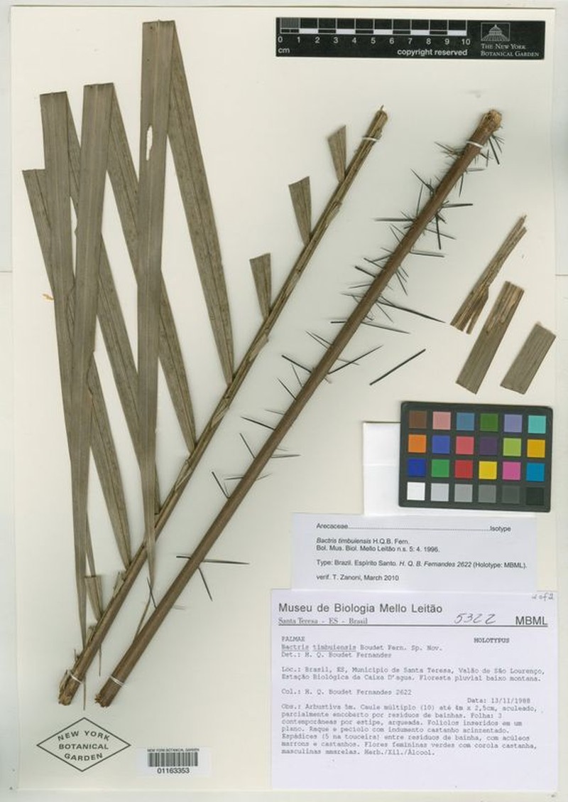 Bactris timbuiensis