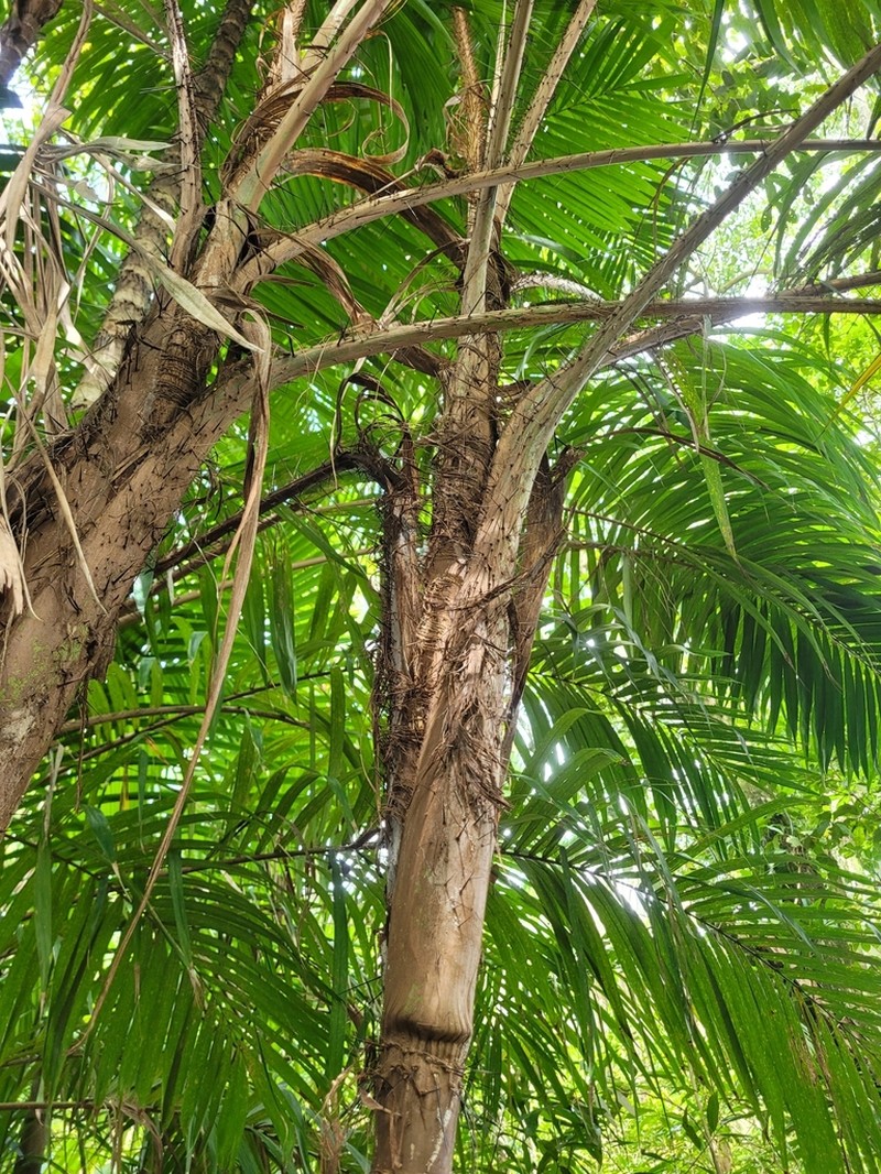Bactris timbuiensis photo 2