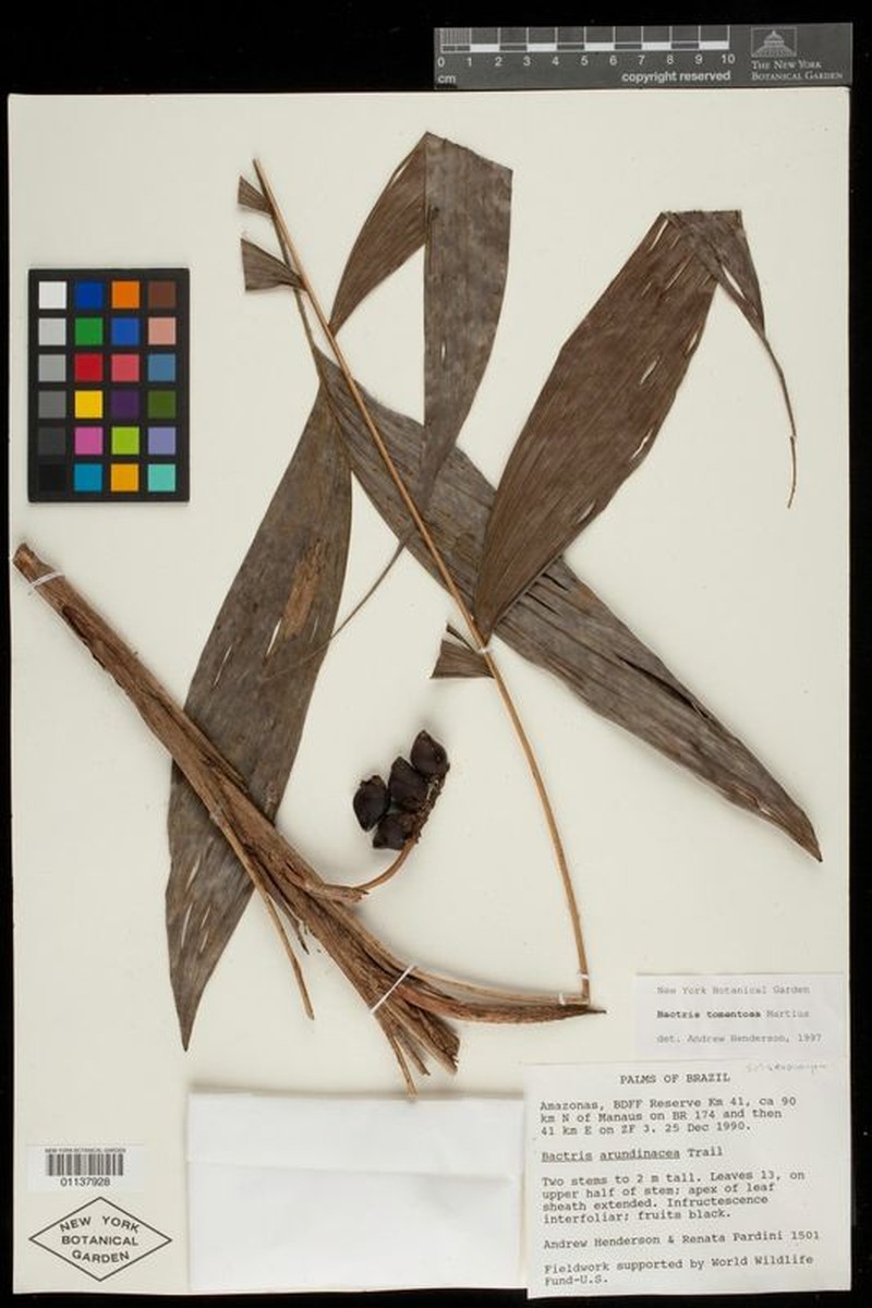 Bactris tomentosa