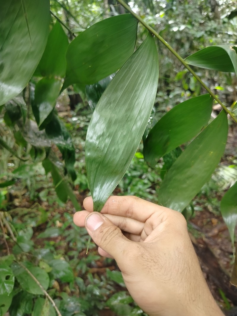 Bactris tomentosa photo 2