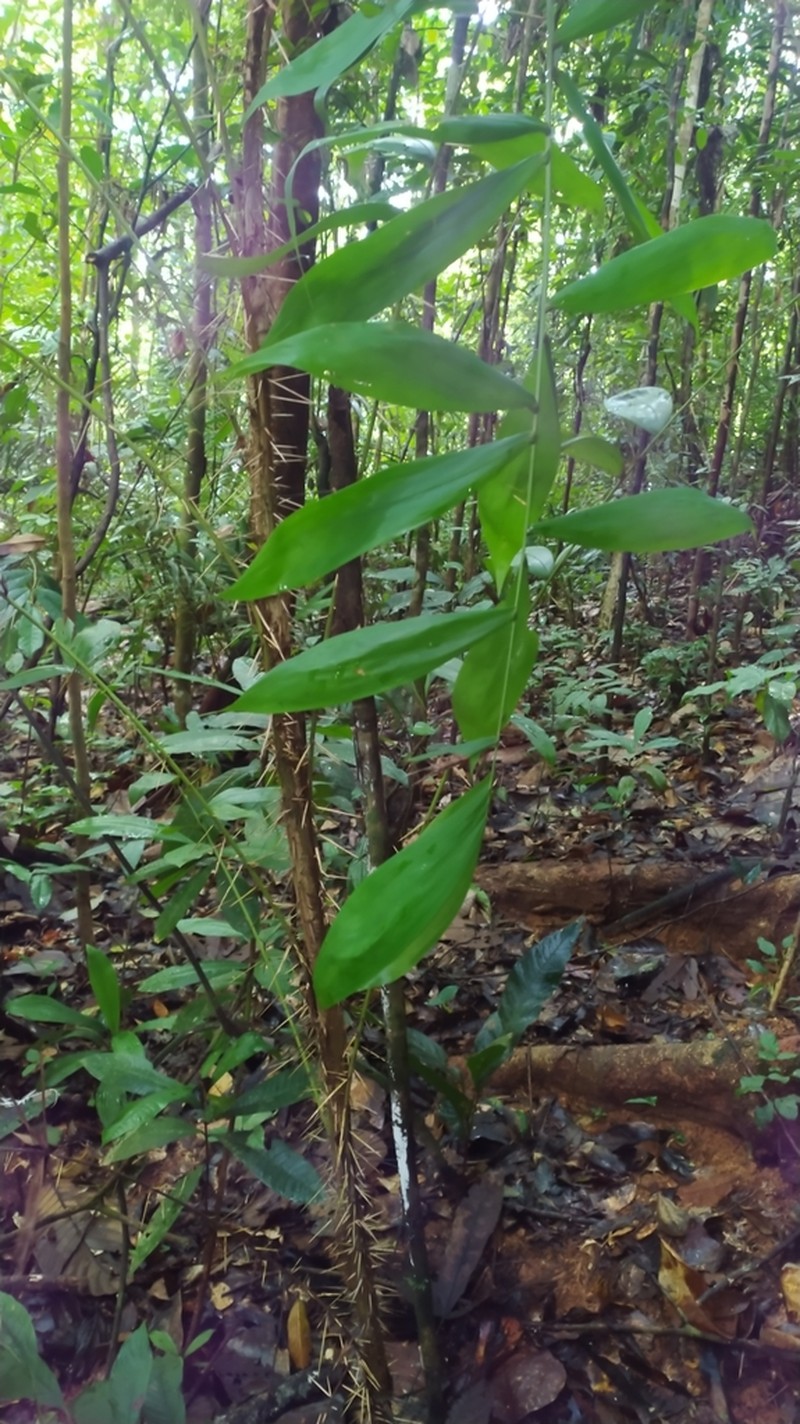 Bactris tomentosa photo 3