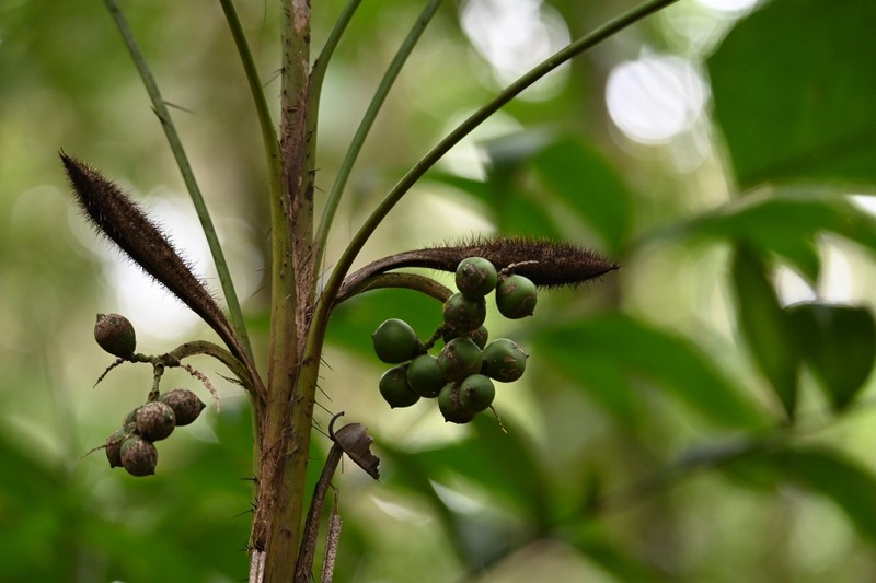 Bactris tomentosa photo 6