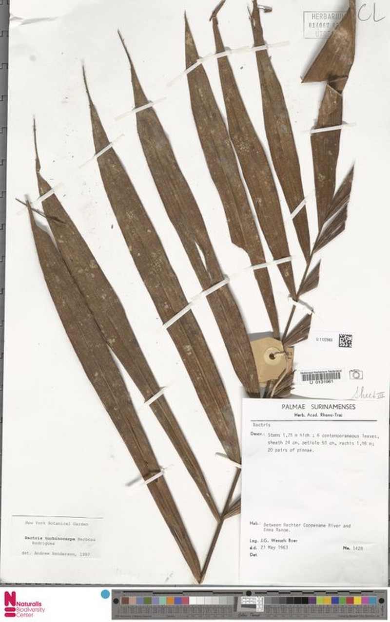 Bactris turbinocarpa