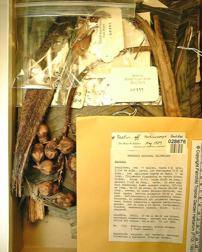 Bactris turbinocarpa photo 2