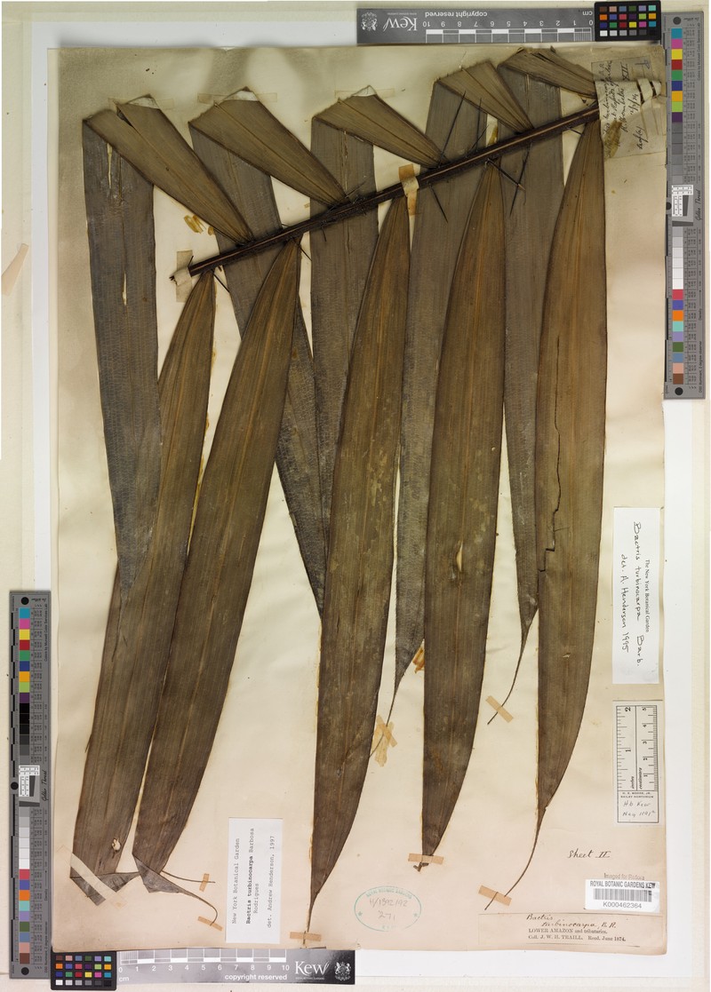 Bactris turbinocarpa photo 5