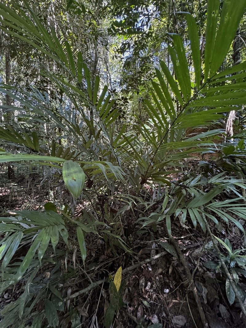 Bactris vulgaris photo 2