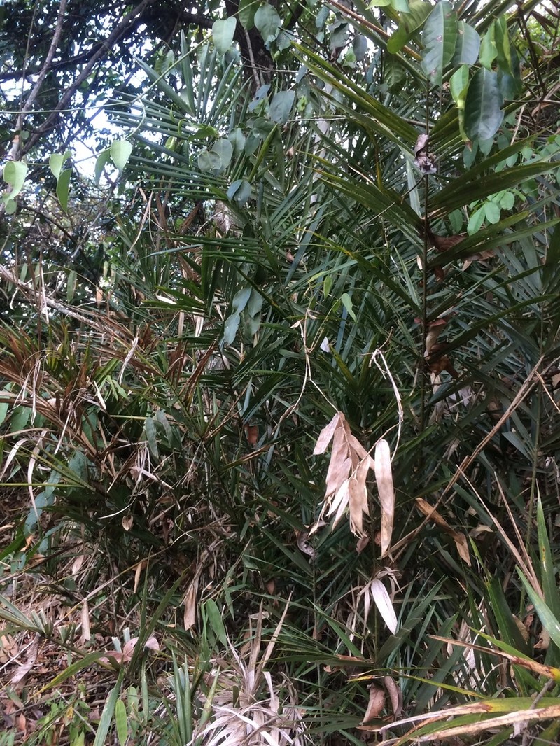 Bactris vulgaris photo 3